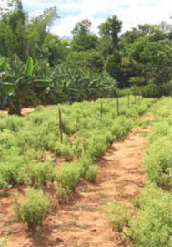 Paraguay und Brasilien als Ursprung des Zuckerersatz Stevia