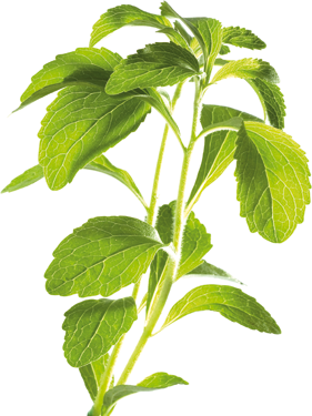 Der Süssstoff Stevia wird aus der Pflanze Stevia Rebaudiana Bertoni gewonnen