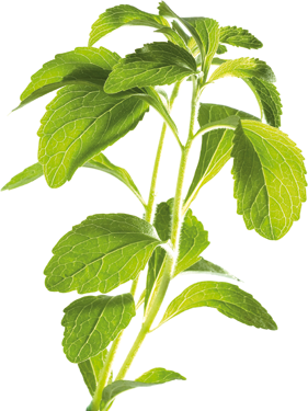 Der Sssstoff Stevia wird aus der Pflanze Stevia Rebaudiana Bertoni gewonnen