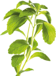 Was ist Stevia Zucker und wie wird dieser gewonnen?